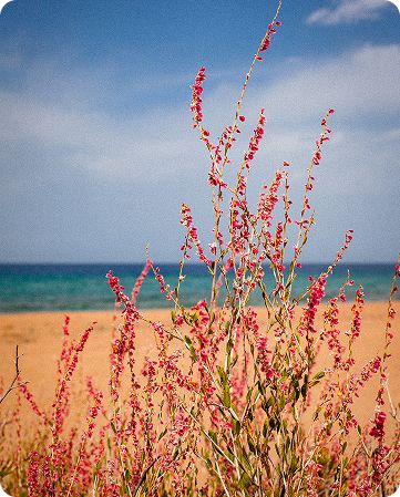 Побережье Иссык-Куля