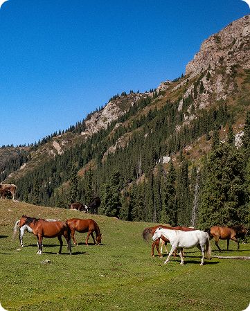 Комфортные туры в Кыргызстан
