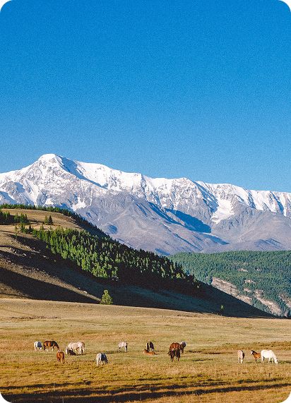 Курайская степь